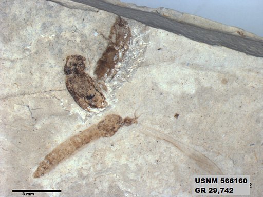 Genus sp