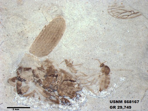 Insecta