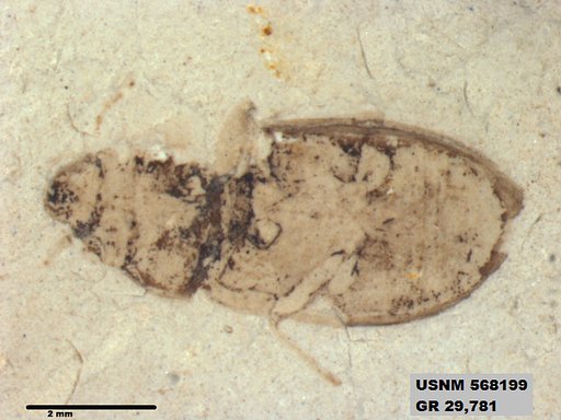 Insecta