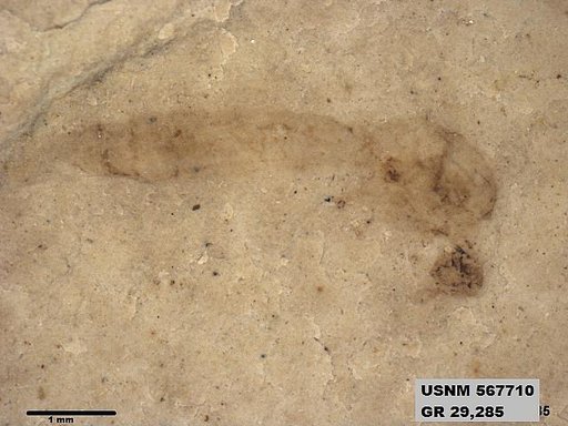 Genus sp