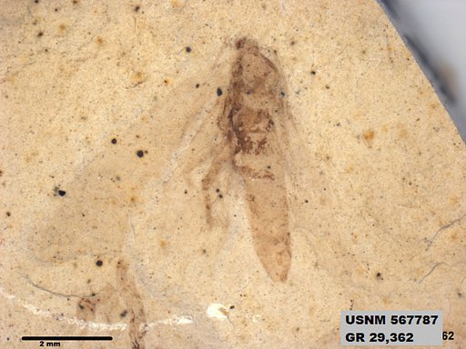 Insecta