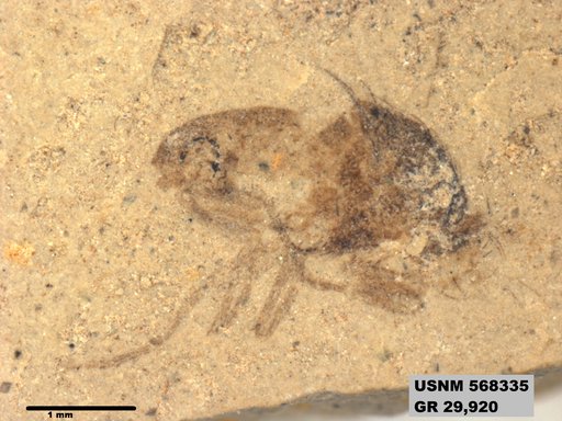 Genus sp