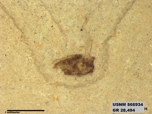 Tipula sp