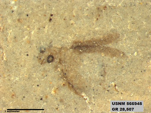 Tipula sp