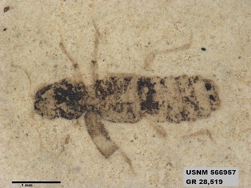 Insecta