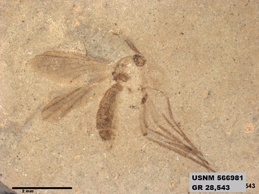 Insecta