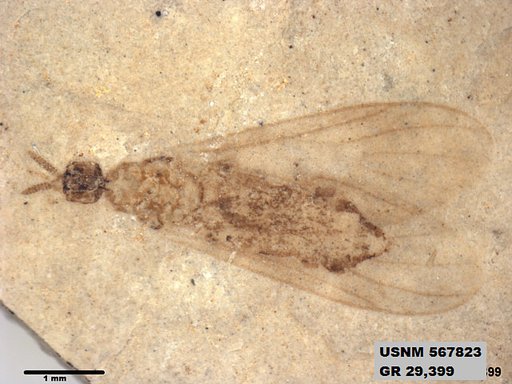 Insecta