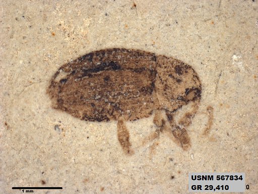 Insecta