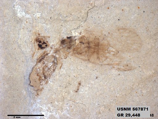 Insecta