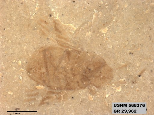 Genus sp