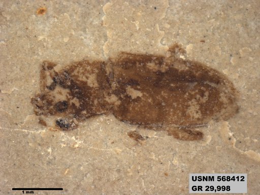 Insecta