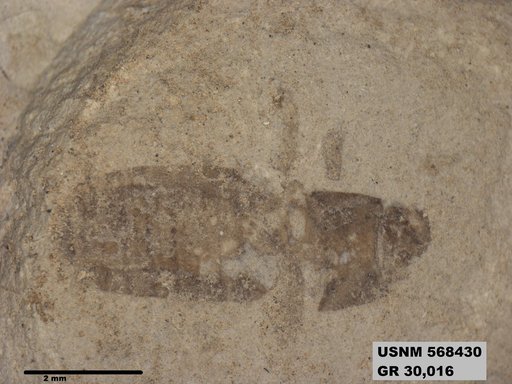 Insecta