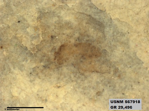 Insecta