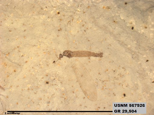 Genus sp