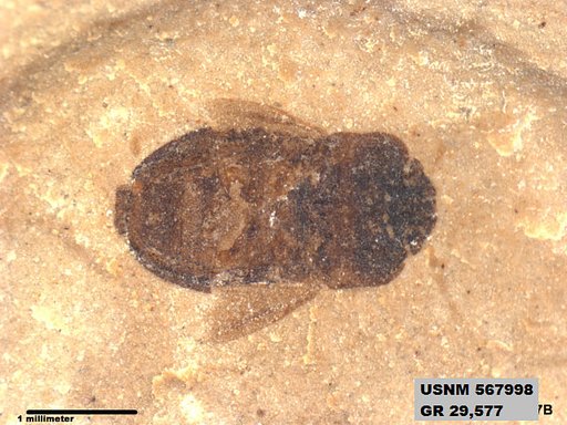 Genus sp