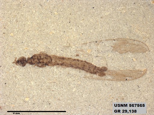 Genus sp