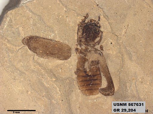 Insecta