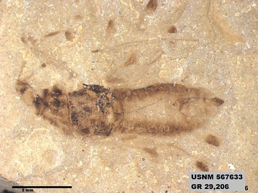 Genus sp