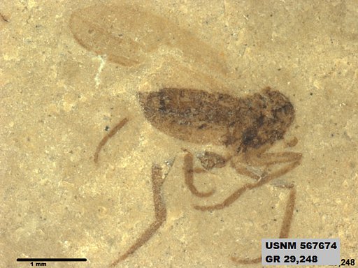 Insecta