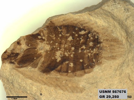 Supella sp