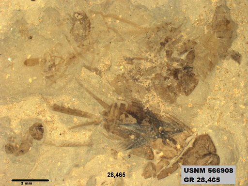 Insecta