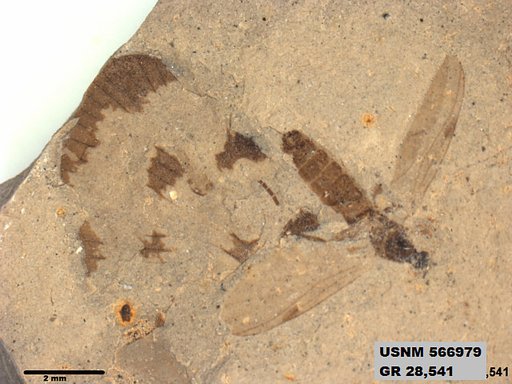 Insecta