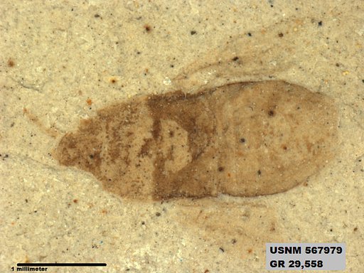Genus sp