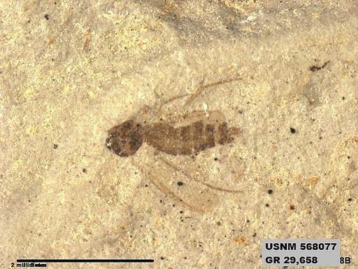 Genus sp