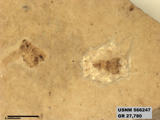 Genus sp