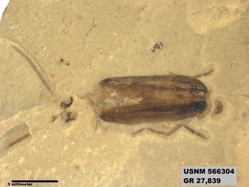 Insecta