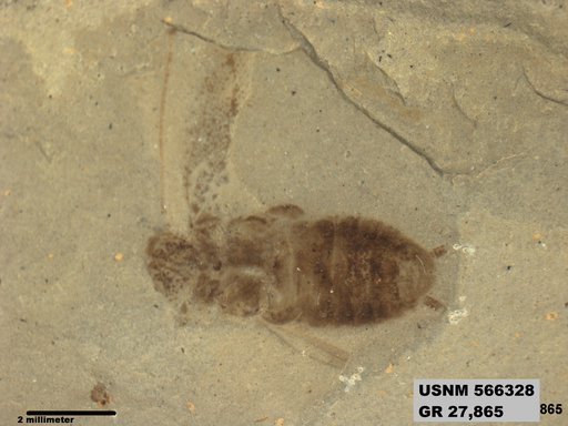 Ectobius sp