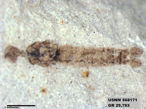 Genus sp