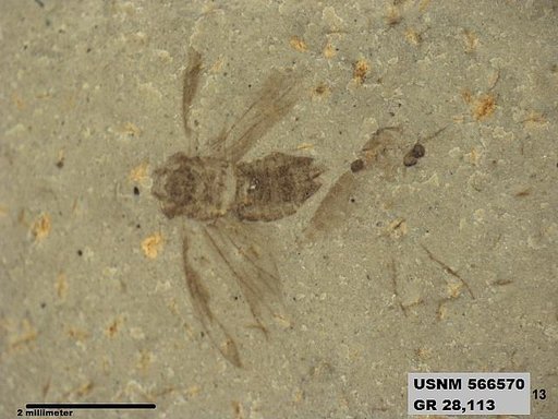 Genus sp