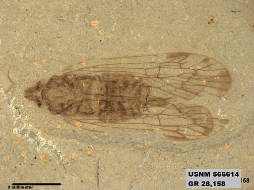 Genus sp