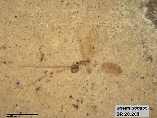 Insecta