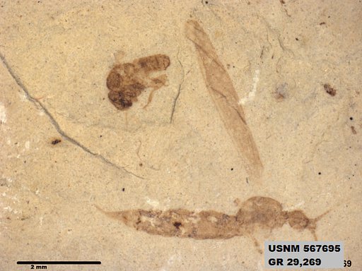 Genus sp