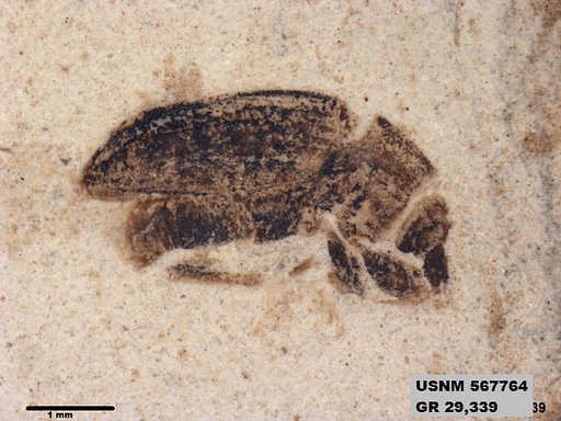 Insecta