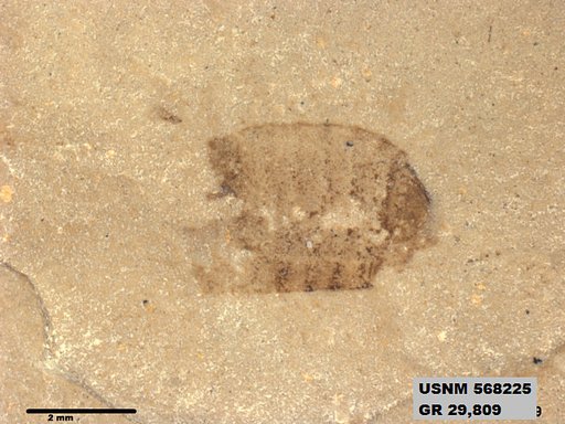 Insecta