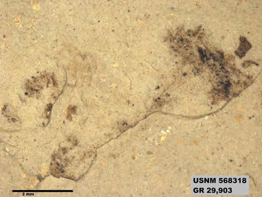 Genus sp