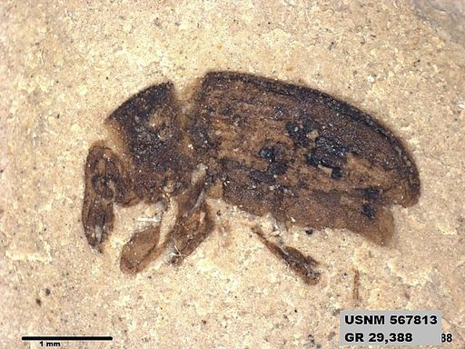 Insecta