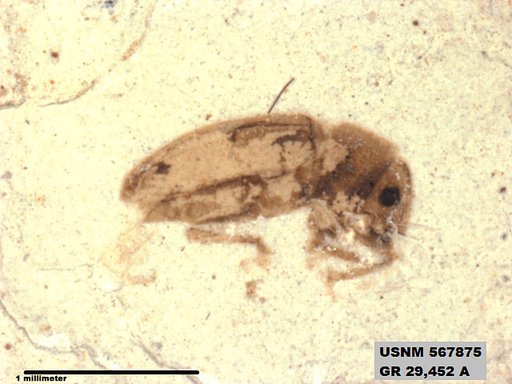 Insecta