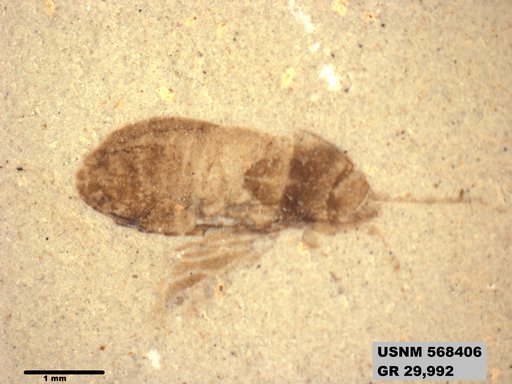 Genus sp