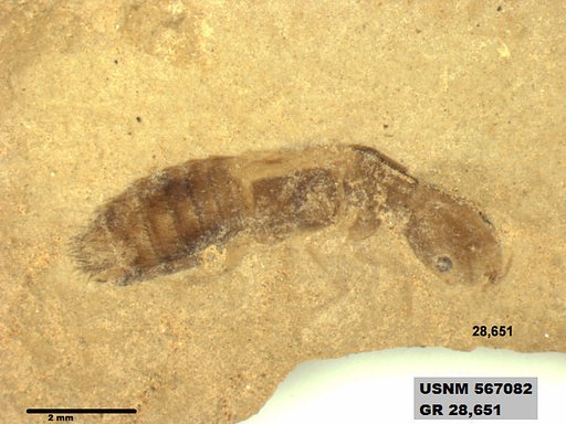 Genus sp