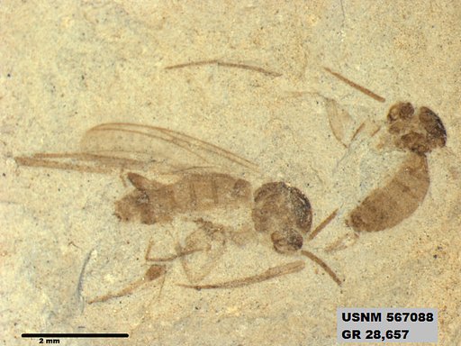 Insecta