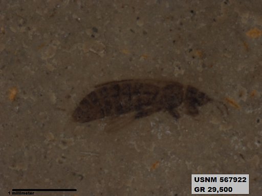 Insecta