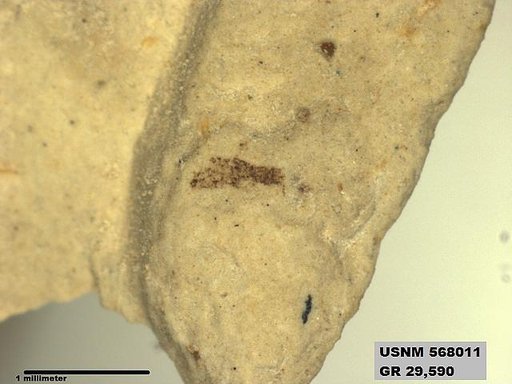 Genus sp