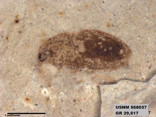 Genus sp
