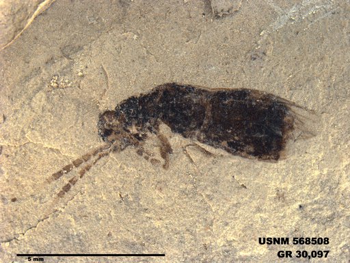 Genus sp