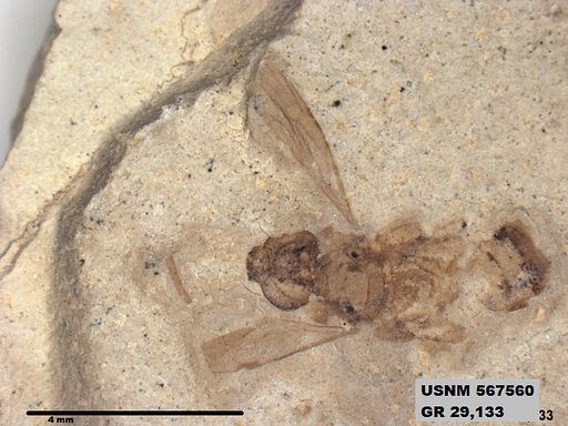 Insecta