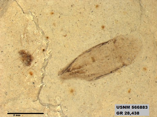 Genus sp